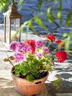 geranio-881x1280_5d48cb53_881x1280